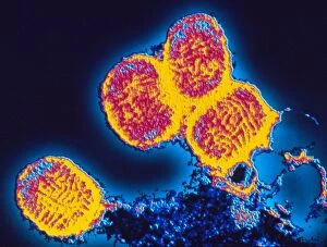 Images Dated 25th October 2002: Smallpox variola viruses