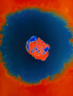 Images Dated 1st May 1991: Smallpox virus