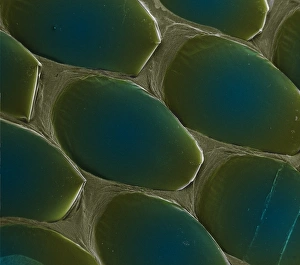 Images Dated 13th March 2002: Snake skin, SEM