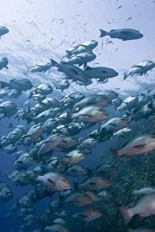 Snapper School Print: Large Snappers at Ras Muhammad, Egypt