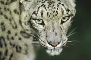 Images Dated 28th July 2005: Snow leopard