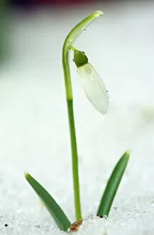 Images Dated 21st January 2011: Snowdrops (Galanthus nivalis)