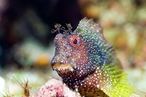 Indonesian Gallery: Snowflake blenny C014 / 2886