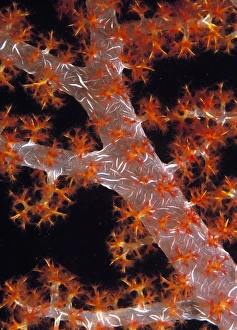 Images Dated 21st November 2002: Soft coral