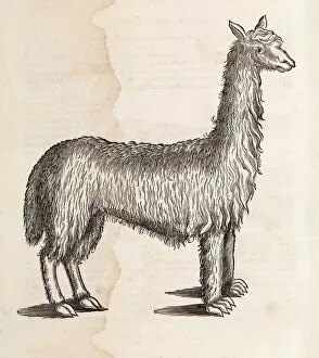 Images Dated 8th January 2016: South American camelid, 17th century