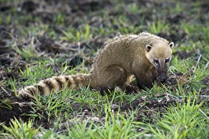 South American coati foraging South American coati foraging