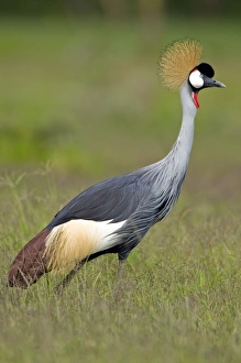 Southern crowned crane Southern crowned crane