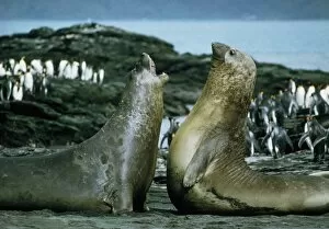 Images Dated 16th July 2003: Southern elephant seals