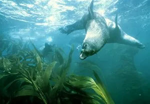 Images Dated 24th April 2003: Southern fur seal
