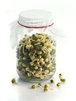 Soya bean (Glycine max) sprouts C014 / 1152