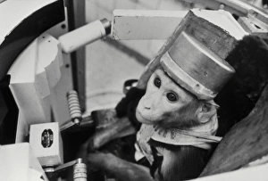 Images Dated 2000: Space Monkey in Space Probe Simulator Print