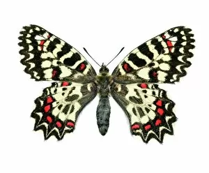 Winged Gallery: Spanish festoon butterfly