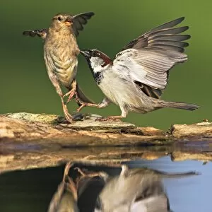 Sparrows fighting C018/1829