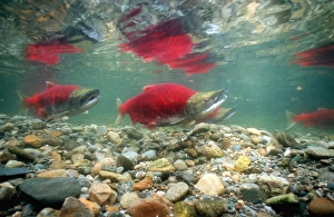 Spawning sockeye salmon Spawning sockeye salmon