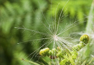Wind Seed Dispersal of Thistle