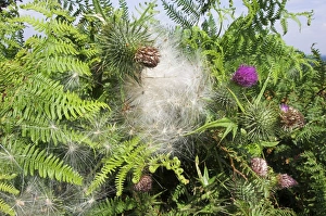 Wind Seed Dispersal of Thistle