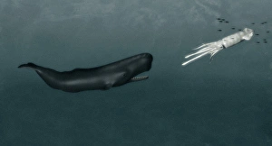 Sperm whale and giant squid Sperm whale and giant squid