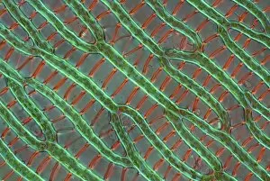 Sphagnum moss cells, light micrograph