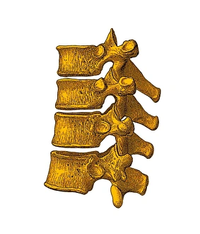Spinal vertebrae Spinal vertebrae