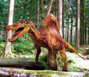 Images Dated 22nd December 2006: Spinosaurus dinosaur