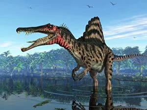 Images Dated 11th June 2010: Spinosaurus dinosaur, artwork