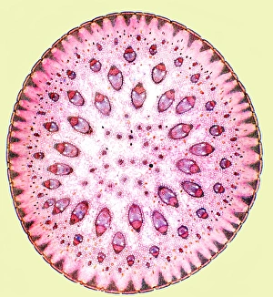 Vascular Bundle Structure Prints: Spiny rush stem, light micrograph