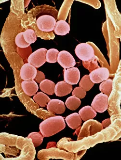 Microscopic Photos Collection: Spiral spore chain of Streptomyces bacteria