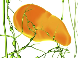 Spleen and lymphatic system, artwork C018/0350 Spleen and lymphatic system, artwork C018/0350