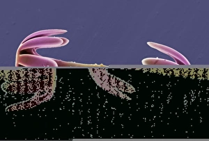 Images Dated 21st November 2002: Sponge spicule, SEM