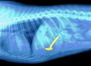 Spoon swallowed by a dog, X-ray
