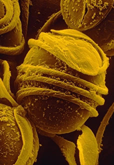 Spore of field horsetail Spore of field horsetail