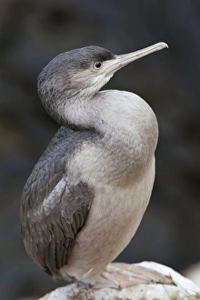 Spotted shag Spotted shag