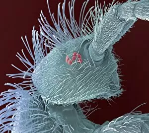 Images Dated 9th August 2002: Springtails head, SEM