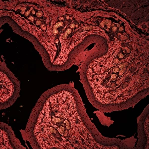 Confocal Gallery: Squamous epithelium C014 / 4643
