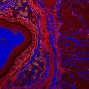 Confocal Gallery: Squamous epithelium, confocal micrograph C014 / 4642