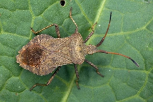 Coreus Marginatus Prints: Squash bug
