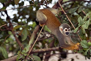 Squirrel Monkey Prints: Squirrel monkey picking fruit in a tree