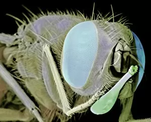 Images Dated 30th September 2003: Stable fly, SEM