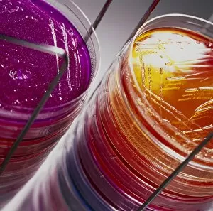 Stack of petri dishes with bacterial cultures