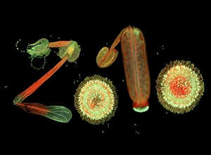 Fluorescence Micrograph Gallery: Stamens and carpels, micrograph