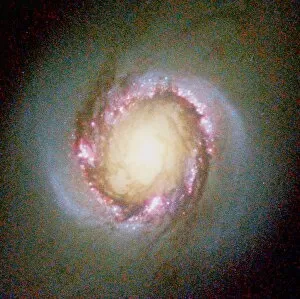 Images Dated 3rd August 2005: Star birth in galaxy NGC 4314