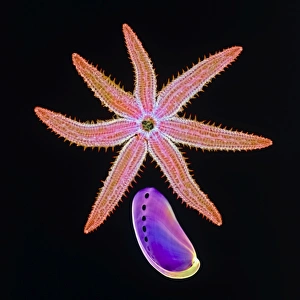 Starfish and abalone, X-ray Starfish and abalone, X-ray