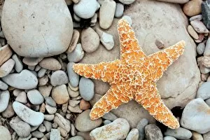 Tidal Gallery: Starfish on a beach