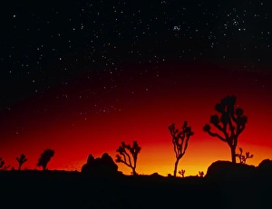 Starry sky at sunset seen from Joshua Tree Park Starry sky at sunset seen from Joshua Tree Park