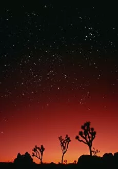 Images Dated 16th November 1992: Starry sky and sunset taken in Joshua Tree Park