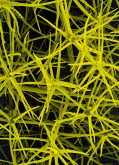 Stellate leaf hairs Stellate leaf hairs
