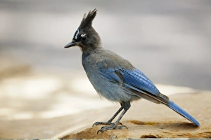 Steller's jay Steller's jay