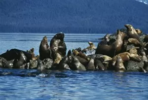 Images Dated 27th March 2003: Stellers sea lions