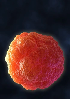 Stem Cell Gallery: Stem cell, computer artwork