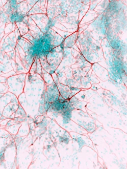 Nuclei Gallery: Stem cell-derived neurons, micrograph